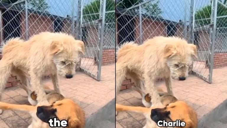 Credit: animalgathering TikTok