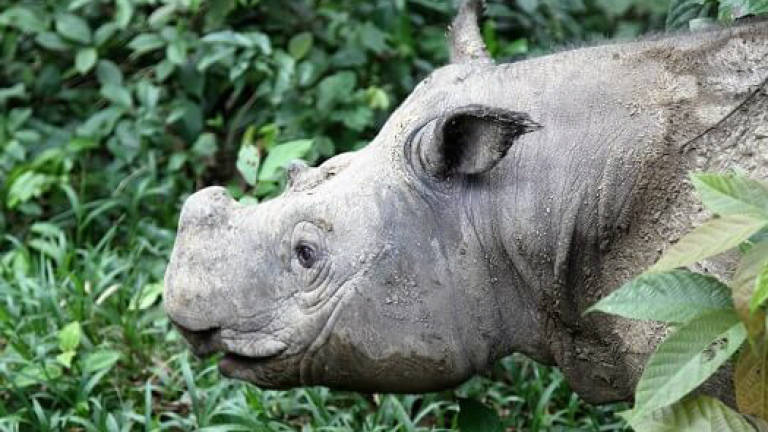 Last female Sumatran rhinoceros 'Iman' is seriously ill
