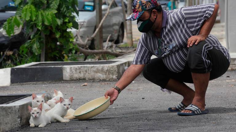 Kalaivanan said with proper policy support, Malaysia could build a humane and sustainable model for stray management that protects both people and animals. – MASRY CHE ANI/THESUN