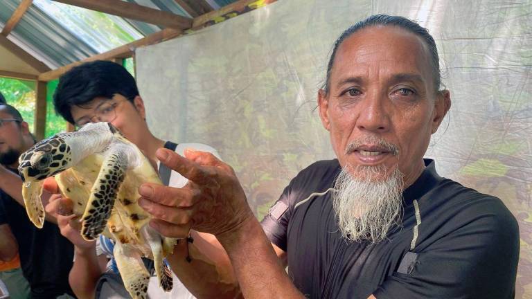 Mohd Don said if the hatchlings survive to adulthood, they will return to the exact beach they were born. – Harith Kamal/theSun