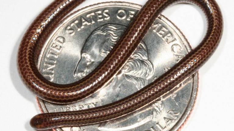 This handout photo obtained on July 25, 2025, courtesy of Re:wild shows a Barbados threadsnake and a quarter in 2006. - AFP PHOTO / Re:wild / BYLINE” - Blair Hedges”