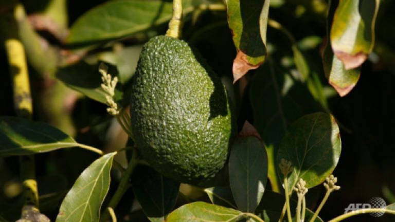 Holy guacamole! Avocado desperados hit New Zealand