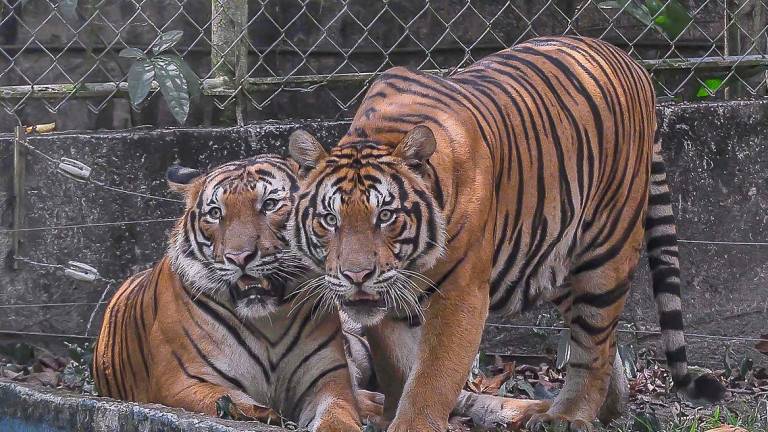 Wildlife such as the orangutans and tigers are under threat due to deforestation and unsustainable development, said WWF-Malaysia. – ADIB RAWI YAHYA/THESUN