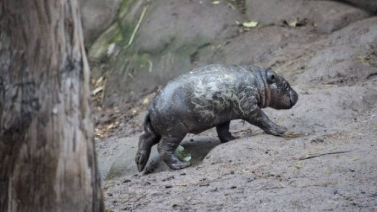 Check it out: A baby pygmy hippo