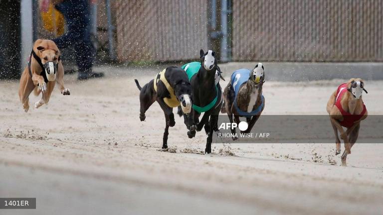 Greyhounds are seen on the track as they race at Club/52 Melbourne Greyhound Park in Melbourne, Florida February 14, 2018. - RHONA WISE / AFP