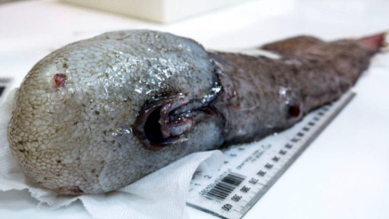 Faceless fish among weird deep sea Australian finds