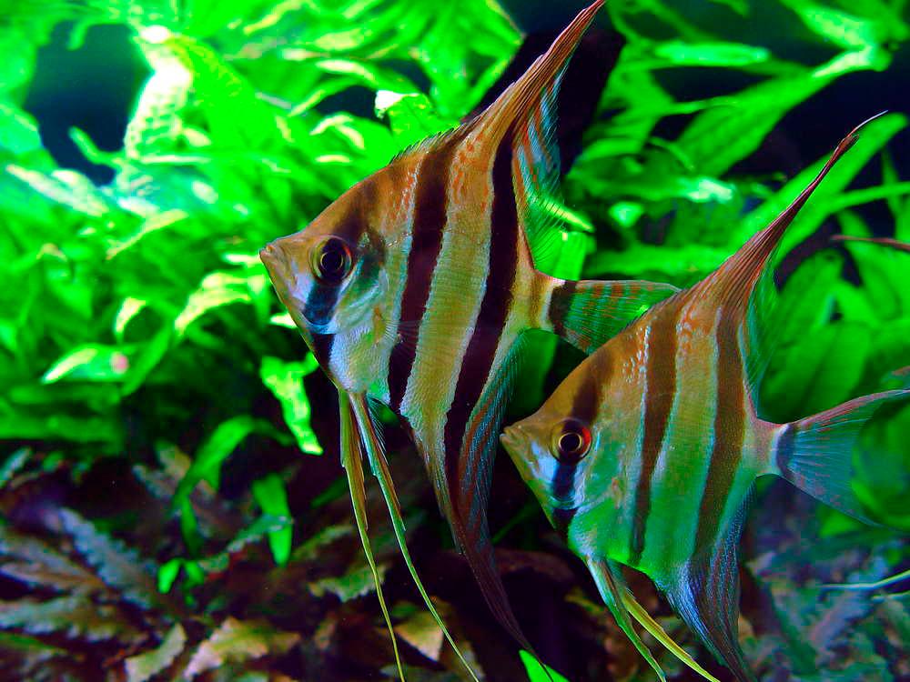 $!Angelfish are often kept in pairs or groups in spacious tanks due to their territorial behaviour. – AQUARIAM CO-OPPIC