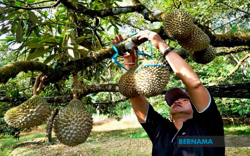 120.67 ha in Jerantut approved for Musang King cultivation