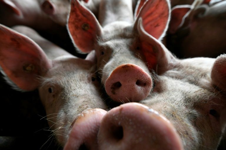 More than a million pigs have been culled as a result of the swine fever outbreak in China, which has sent prices surging. — AFP