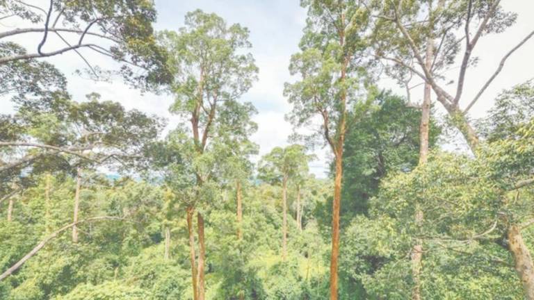 The local timber industry is on the rise from 2025 onwards amid the global shift towards renewable materials, with timber being one of the most sustainable options, the Malaysian Timber Association president says. – Bernama filepic