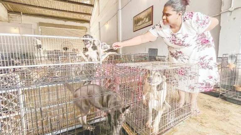 Malathi looks after 65 cats, 148 dogs and three rabbits, some of which are disabled due to abuse or being involved in road crashes. – AMIRUL SYAFIQ/THESUN