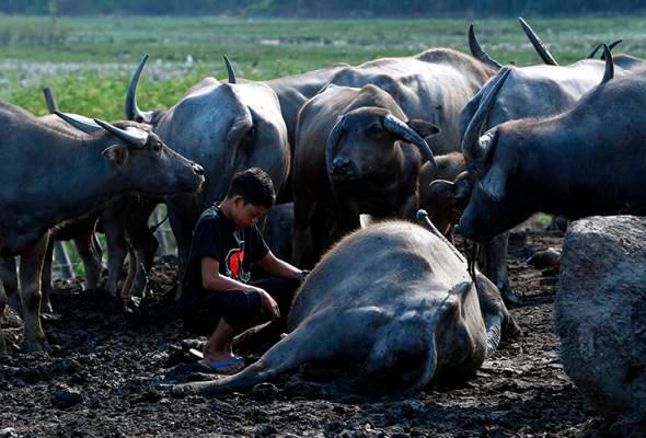 The media reported the death of 52 buffaloes belonging to the family of 15-year-old Muhammad Syukur also known as the ‘Kampung Boy’, believed to have been due to haemorrhagic septicaemia. — Bernama