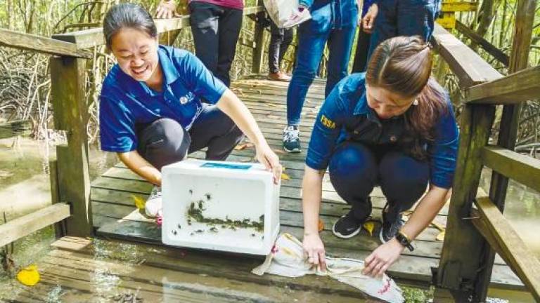 Dr Annita Yong (left) and Dr L. Audrey release crab seedlings at Kota Kinabalu Wetland.