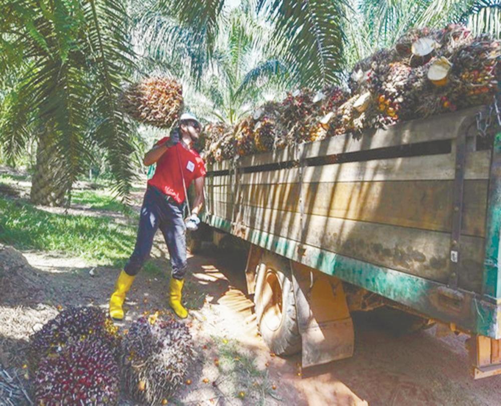 A worker harvesting palm at a palm oil plantation. – BERNAMAPIX