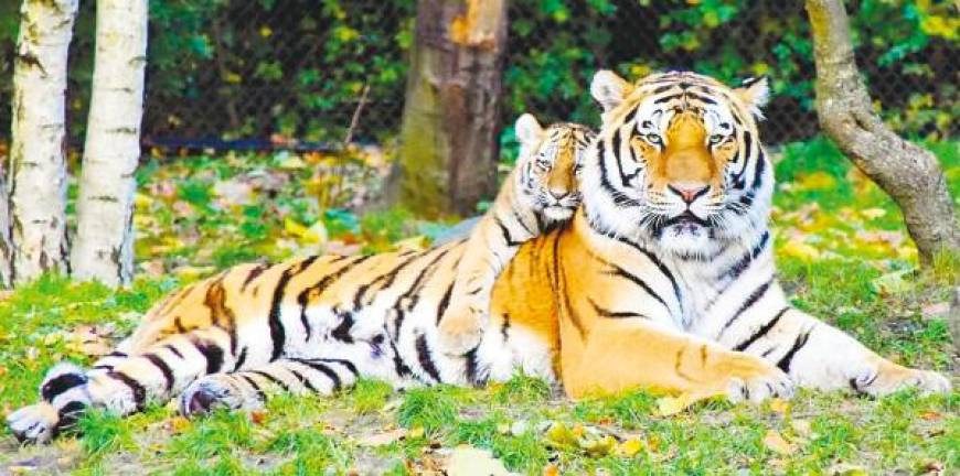 Recent research highlights a concerning decline in wild tiger populations, with only around 4,000 remaining. – PEXELSPIX
