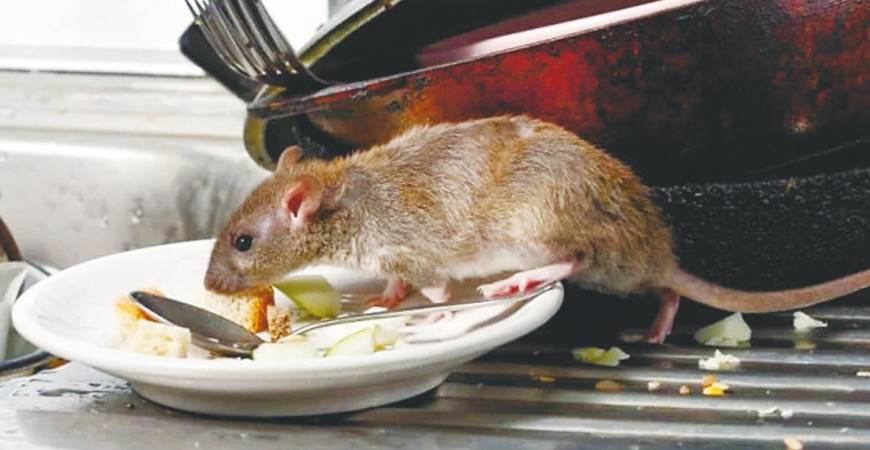The infection is caused by leptospira bacteria, commonly found in the urine of rats and other infected animals. – Adib Rawi Yahya/theSun