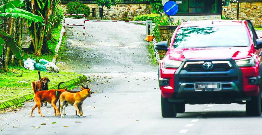 The association stressed that stray management is not merely an animal welfare issue but also a public health concern. – Adam Amir Hamzah/theSun