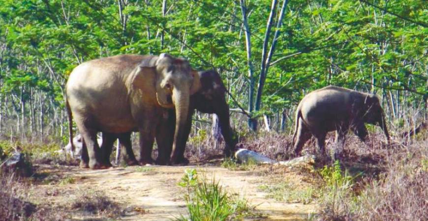 Conservation efforts are underway to safeguard the Bornean elephant population.