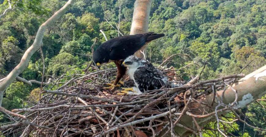 UniSZA researcher discovers nest of red-bellied eagle