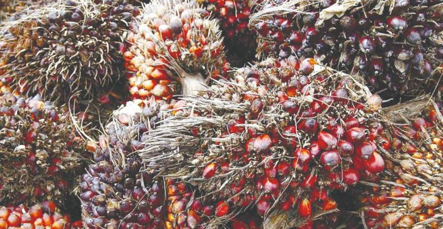 Production of palm oil and kernel produced in the country were set low enough to please the officials, but the costs of production were high. – REUTERSPIC