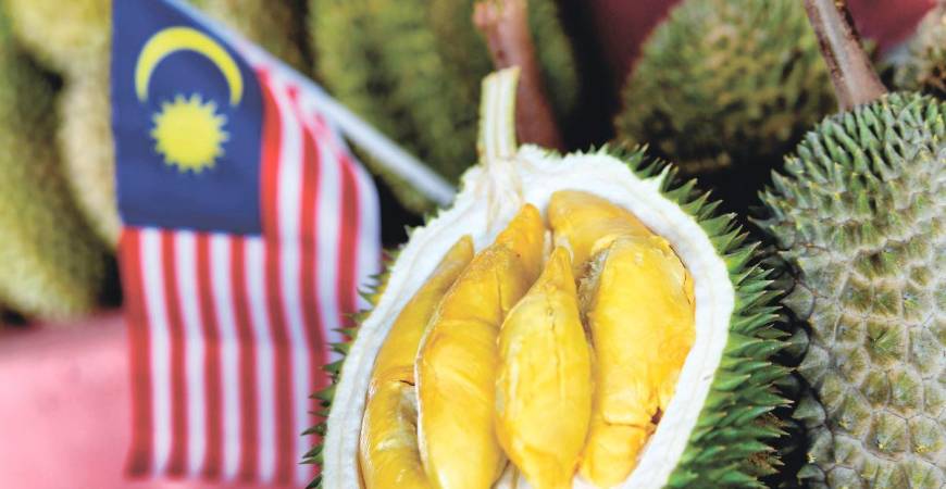Durian isn’t just food; it is nostalgia, identity and the shared joy of prying open a fruit that has been passed down through generations. – BERNAMA