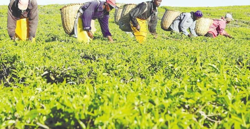 The crates of tea harvested by the workers were sent by road to the Mombasa tea auction. – REUTERSPIX