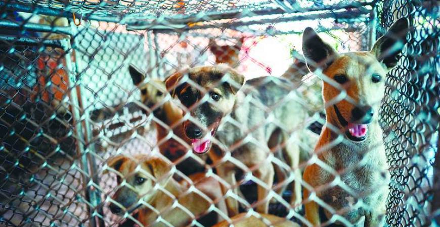 Killing stray dogs is inhumane, unethical and not a sustainable solution. – REUTERSPIX