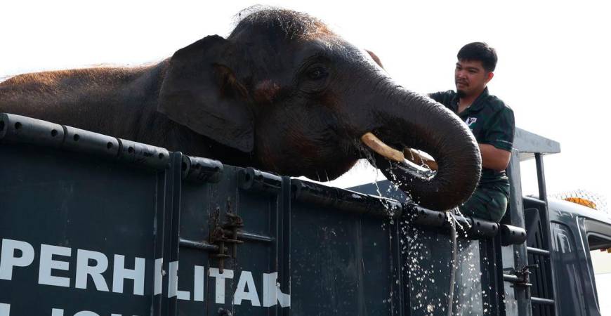 Anggota Jabatan Perhilitan memandikan seekor anak gajah berusia lapan tahun yang dipanggil “Pes” pada Majlis Perasmian Operasi Bersepadu Translokasi Gajah Negeri Johor di Dewan Dato Onn, Rumah Komuniti Parlimen Sembrong hari ini - BERNAMA