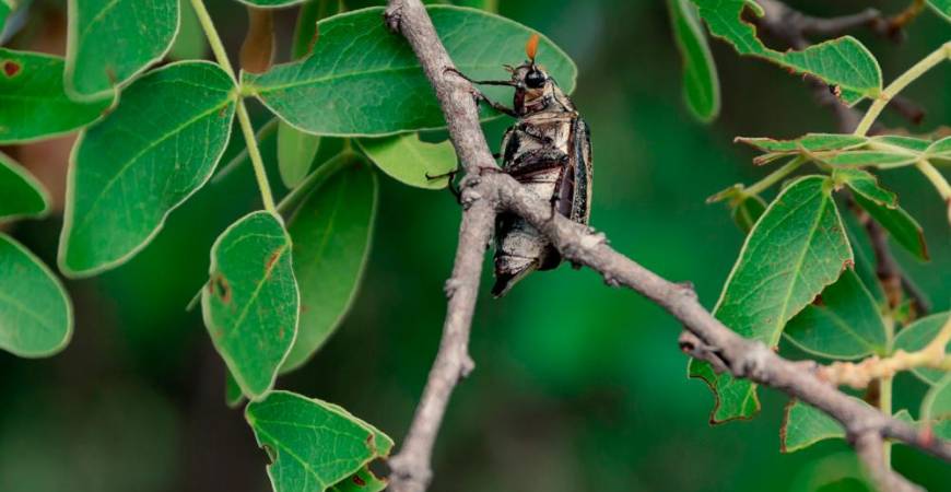 A chafer beetle, also called the Christmas beetle, climbs for cover in a musasa tree (brachystegia spiciformis) tree in Mhondoro, Zimbabwe, on December 16, 2020. In Zimbabwean towns, food tastes have become westernised, but in the countryside, there remains a time-honoured tradition of eating insects, mopani worms and white ants -- the bounty of rich soil and luxuriant vegetation. /AFP / Jekesai NJIKIZANA