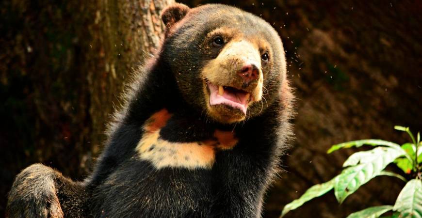 Sun bears can suffer from PTSD (post-traumatic stress syndrome).