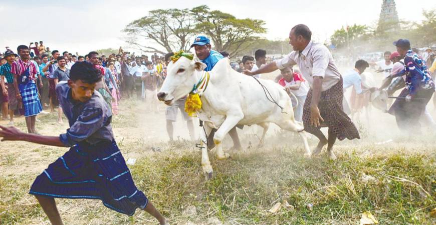 In India, since just one state legalised jallikattu in 2017, at least 136 men and children have been killed and thousands more have been injured. – AFPpix