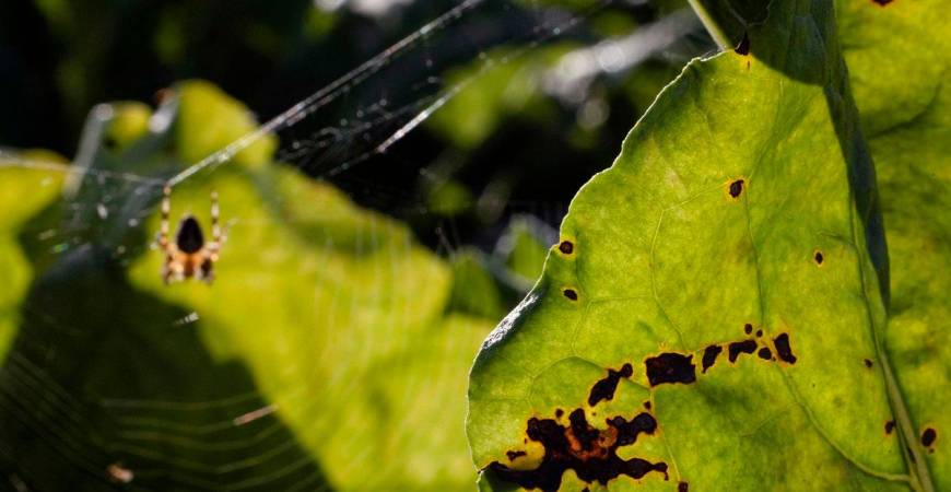 This photograph shows a sugar beet leaf in a field with a spider in the background in Saint-Christophe-sur-Conde, north-western France. - JOEL SAGET / AFP