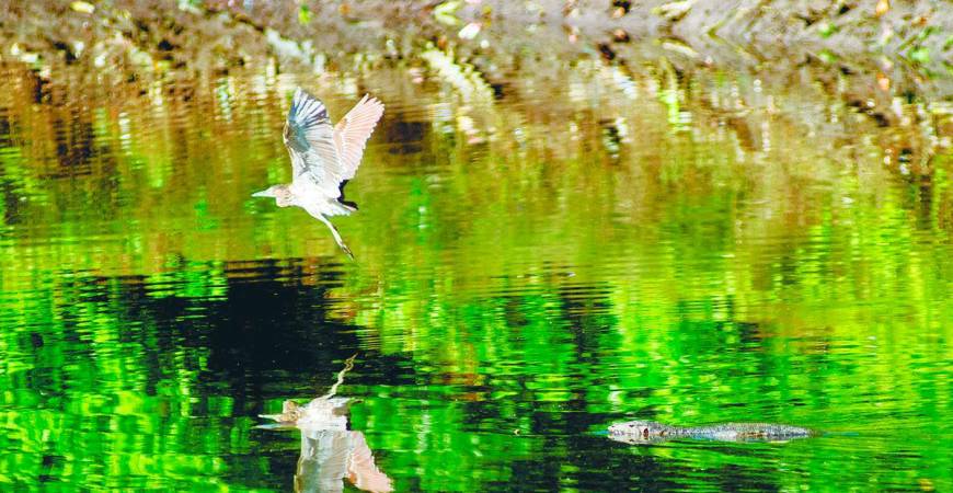 We are blessed with biodiversity, regional influence and a dynamic, intelligent population. But leadership in the green economy demands more than potential; it requires political courage, institutional alignment and sustained public engagement. – BERNAMAPIC