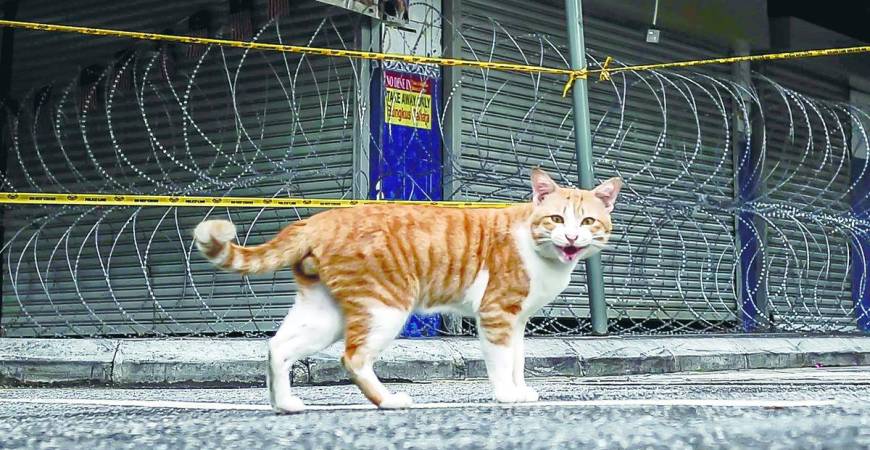 By saving a stray, we not only give an animal a second chance at life, but also build bridges among communities, fostering a Malaysia that is not just diverse but compassionate and united in action. – Adib Rawi Yahya/theSun