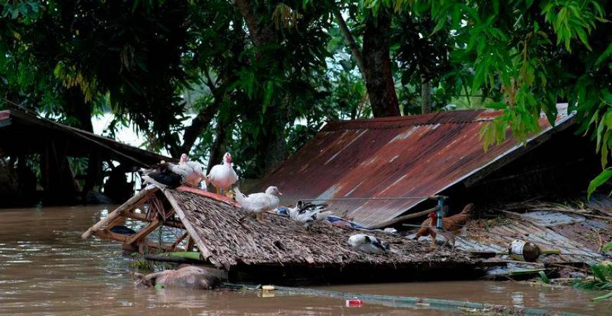 A flock of ducks sit atop a roof of a submerged house brought about from Tropical Storm Trami in Bula town, Camarines Sur province, South of Manila on October 26, 2024. - AFPPIX