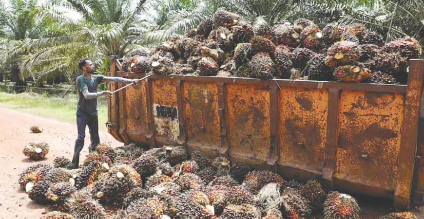 A worker loading palm oil fruit bunches at an oil palm plantation. – REUTERSPIX