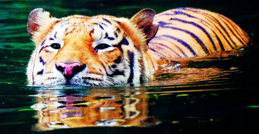 Protecting the Malayan tiger is not just a conservation issue; it is also about protecting Malaysia’s pride, heritage and future. - BERNAMAPIC