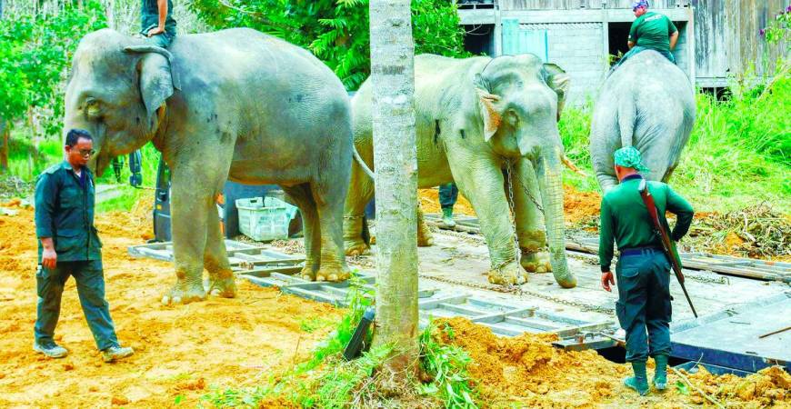 There are efforts underway by NGOs, wildlife departments and international partners but they are not enough unless every highway, plantation, township and policymaker commit to coexistence. – BERNAMApix