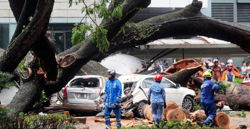 Legal responsibilities for maintaining trees along public roads are outlined in statutes such as the Street, Drainage and Building Act 1974 and local government by-laws from 1976. – Amirul Syafiq/theSun