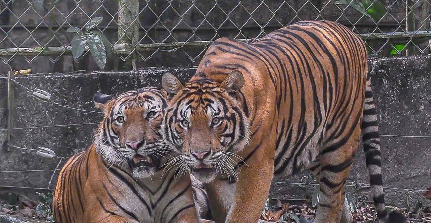 Wildlife such as the orangutans and tigers are under threat due to deforestation and unsustainable development, said WWF-Malaysia. – ADIB RAWI YAHYA/THESUN