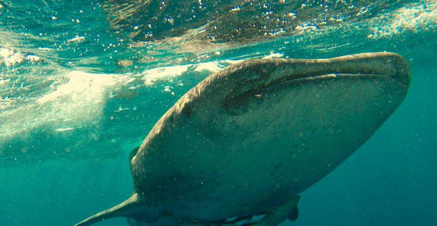 The Whale Shark is not among the usual species landed by fishermen in local waters. – PEXELSPIX