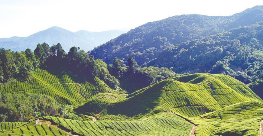 Cameron Highlands deserves to be marketed more, especially to niche tourists seeking green destinations with distinctive, charming attractions.