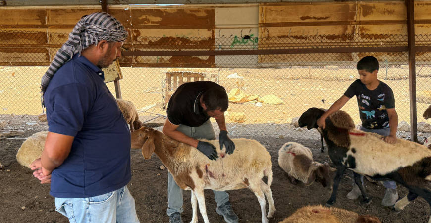 Palestinians checks wounded sheep after settlers attack a Bedouin community in the Jordan valley, in the Israeli-occupied West Bank, July 18, 2025. - REUTERS