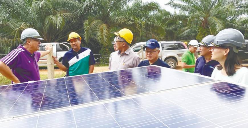 One company is working hard to get a constant supply of water to the palms. It pumps water from a stream up the slopes and lets it run down the rows of palms. The pumps use solar power.