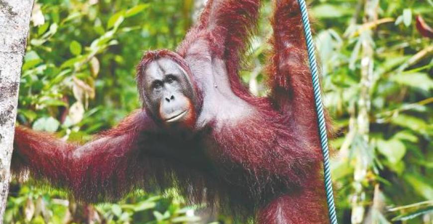The Bornean orangutan has been listed as critically endangered in the International Union for Conservation of Nature status since 2016