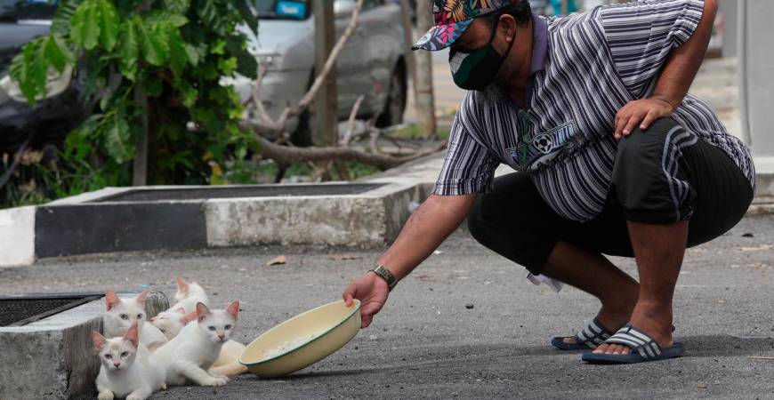 Kalaivanan said with proper policy support, Malaysia could build a humane and sustainable model for stray management that protects both people and animals. – MASRY CHE ANI/THESUN