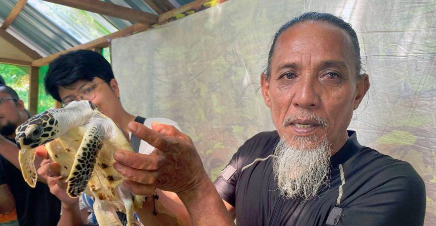 Mohd Don said if the hatchlings survive to adulthood, they will return to the exact beach they were born. – Harith Kamal/theSun