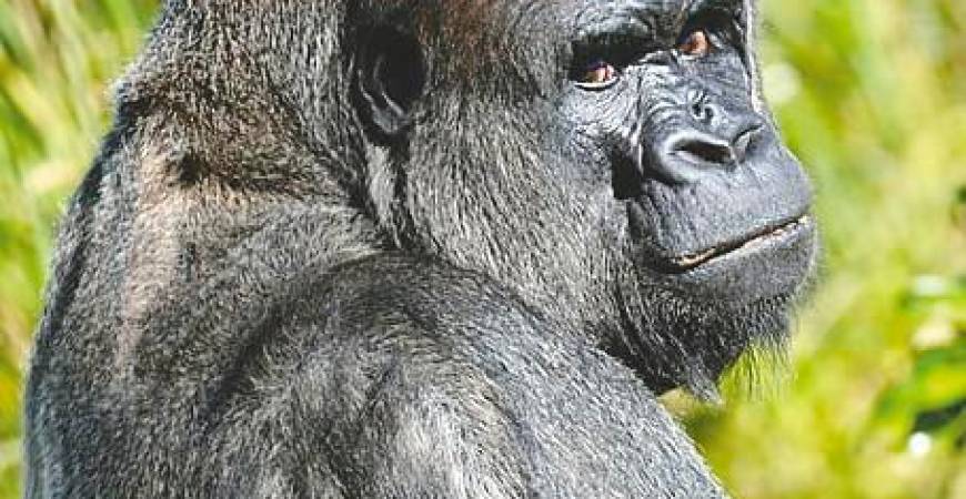 Gorillas have immense strength and remarkable intelligence. – PIC COURTESY OF PICKPIK/CC0