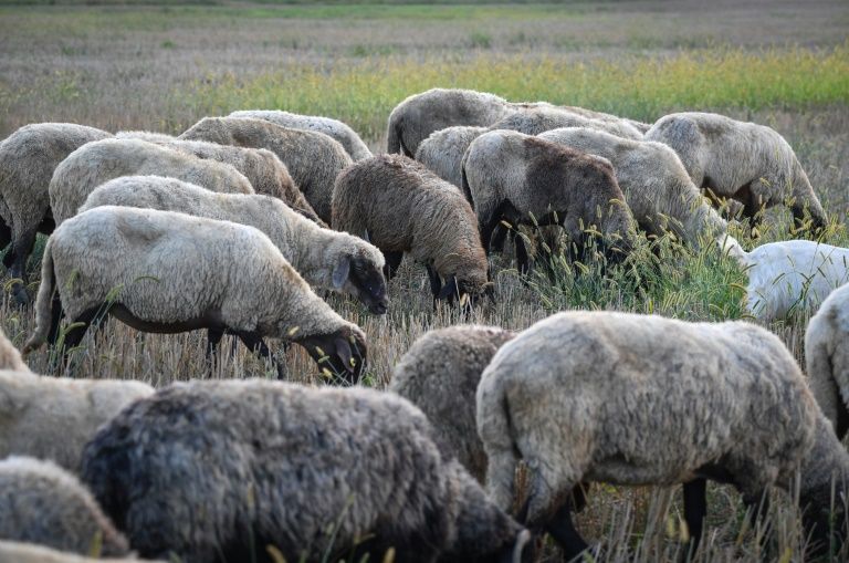 Romania is the EU’s third-biggest sheep breeder after Britain and Spain. — AFP