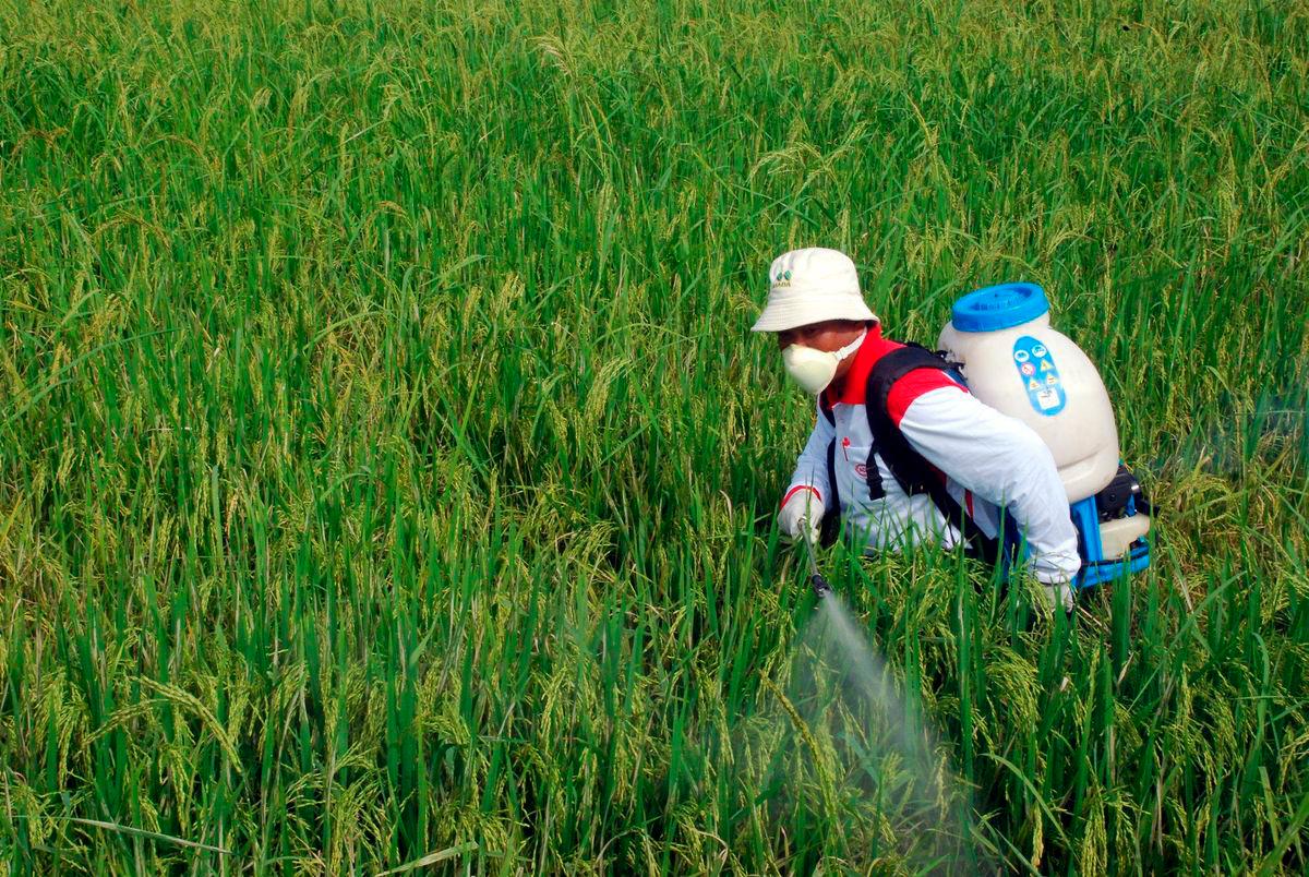 Gambar Hiasan. Sawah padi. fotoBERNAMA